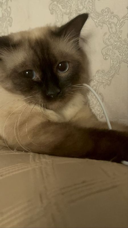 Сиамский кот чистая порода Сиамский кот чистая порода