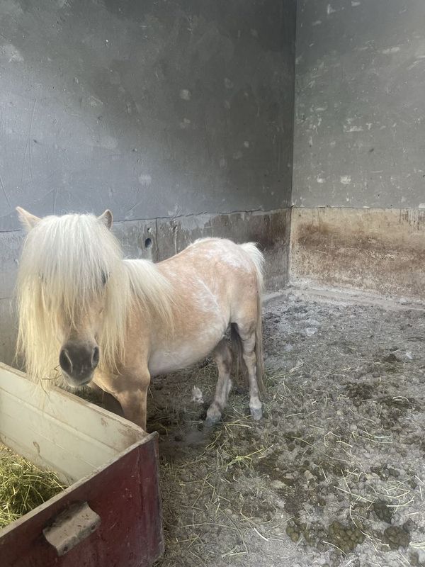 Poni ot sotiladi ki Poni ot sotiladi ki