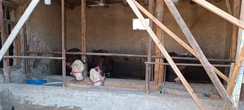Semental grenfort mollari yemlash uchun tayor