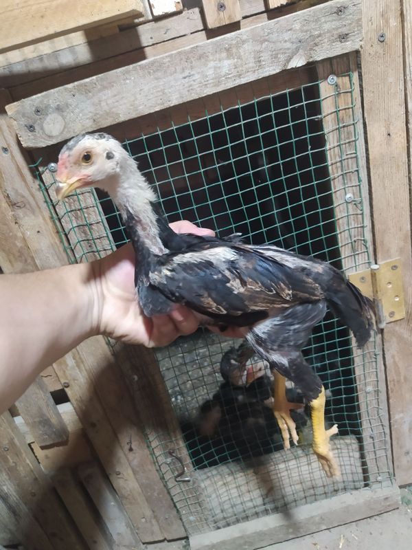 Dakan joʻjalar sotiladi 55 kunli boʻldi