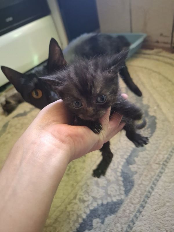 Отдам котят даром Отдам котят даром