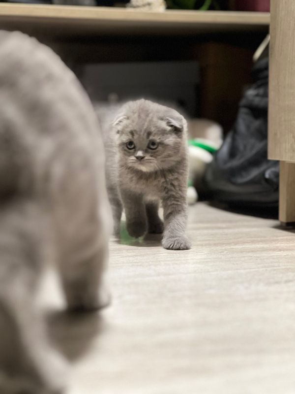 Шотландский вислоухий девочка Шотландский вислоухий девочка