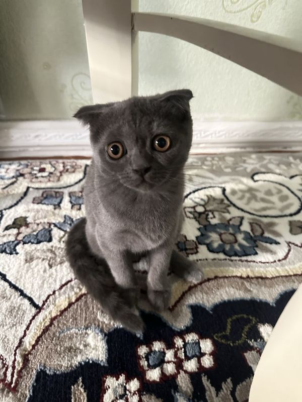 Кошка Шотландка Кошка Шотландка