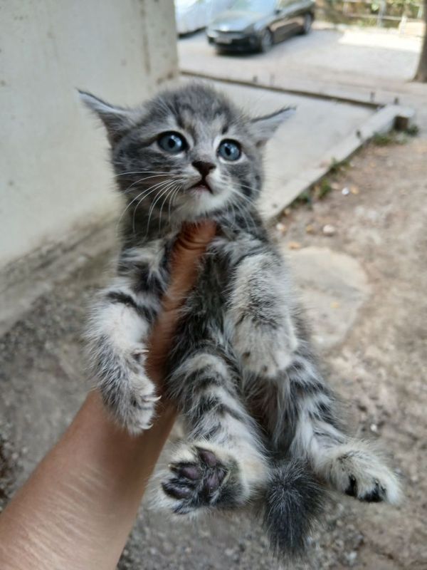 Срочно продам котят