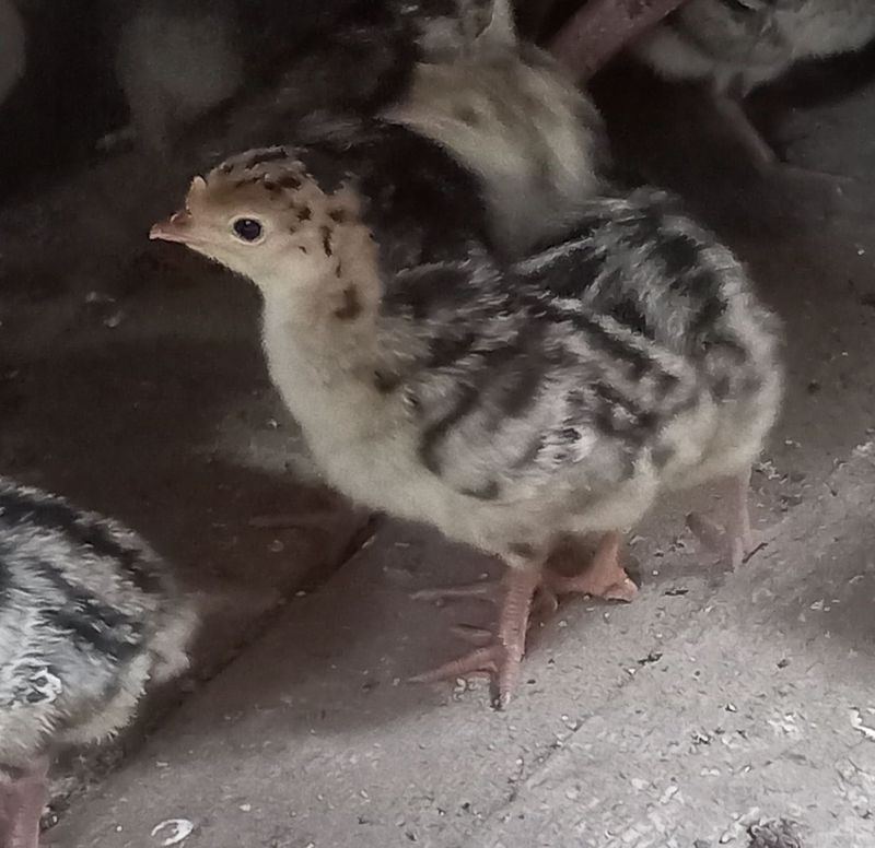 Jaydari jujalar soriladi Jaydari jujalar soriladi