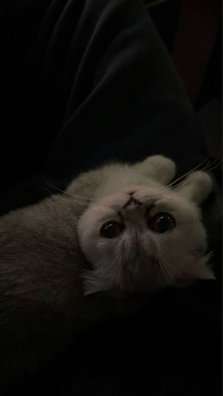 Веслоухая шотландская кошка