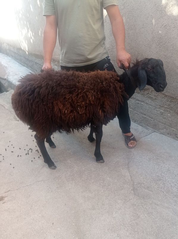 Qochqor sotiladi qurbonlika