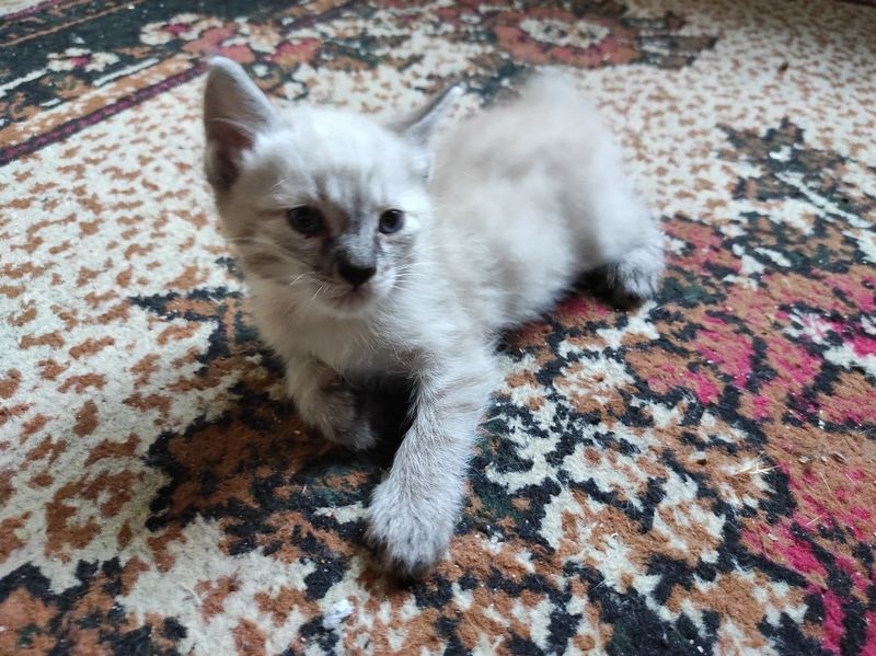 Сиамский котенок , мальчик Сиамский котенок , мальчик