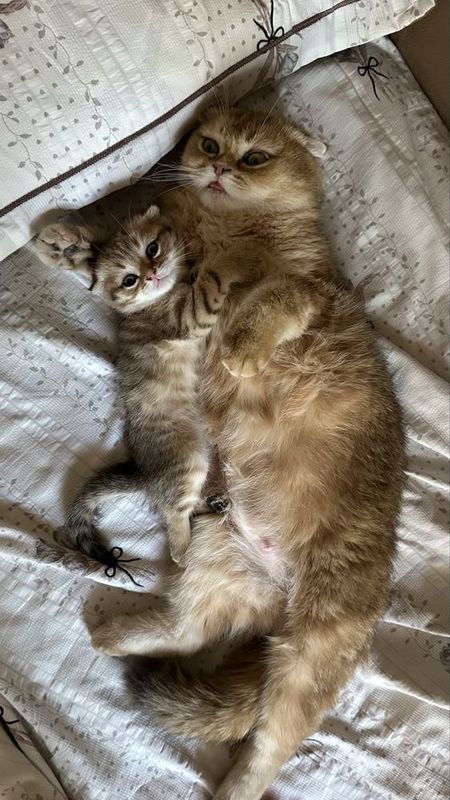 шиншилла котенок малчик шиншилла котенок малчик