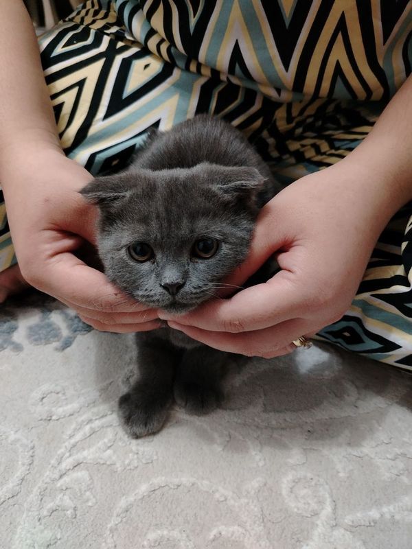 Продам скоттиш фолда Продам скоттиш фолда