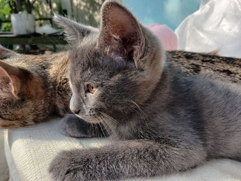 Котёнок Скоттиш-страйт Котёнок Скоттиш-страйт