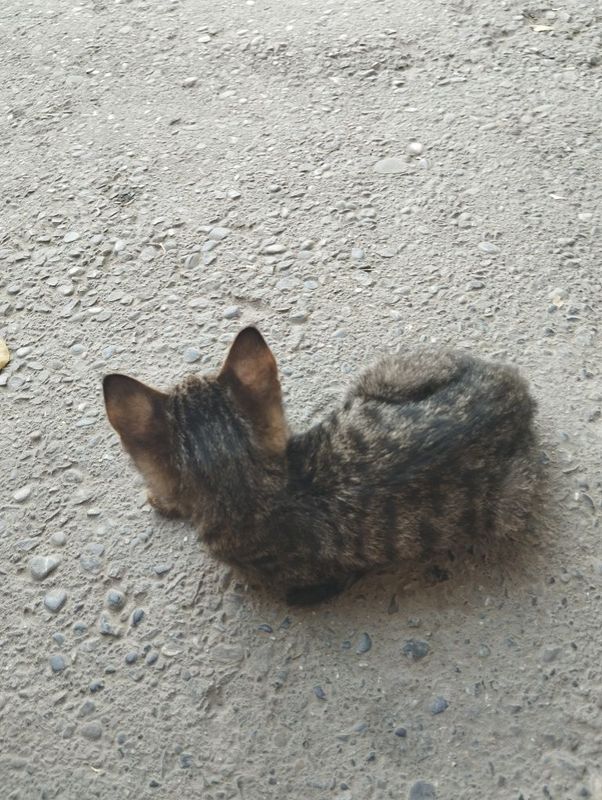 Mushuk yahshi qoʻllarga, котёнок