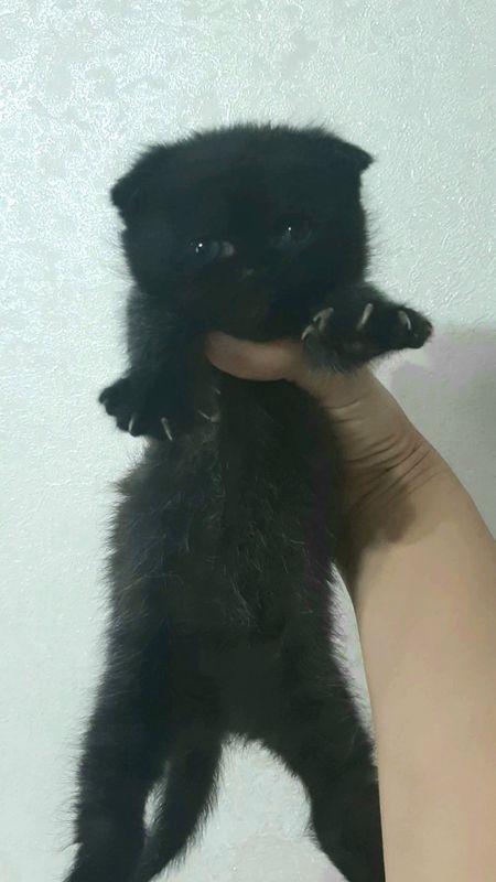 Продам котёнка породы скоттиш фолд девочка Продам котёнка породы скоттиш фолд девочка