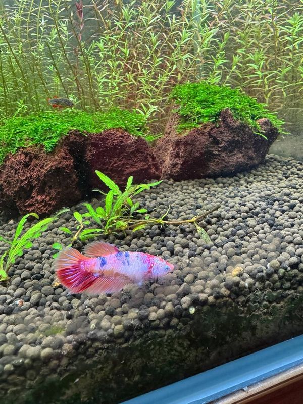 Petishok,betta baliq Petishok,betta baliq