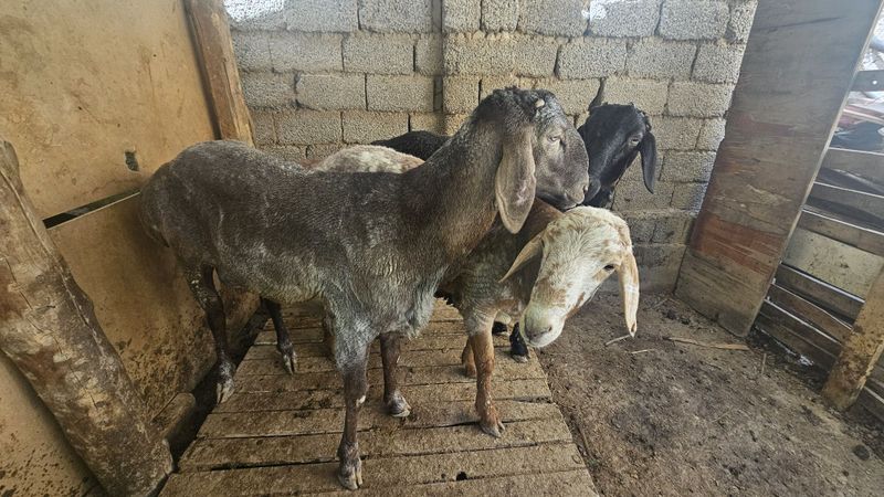 Qo'chqorlar sotiladi Qo'chqorlar sotiladi