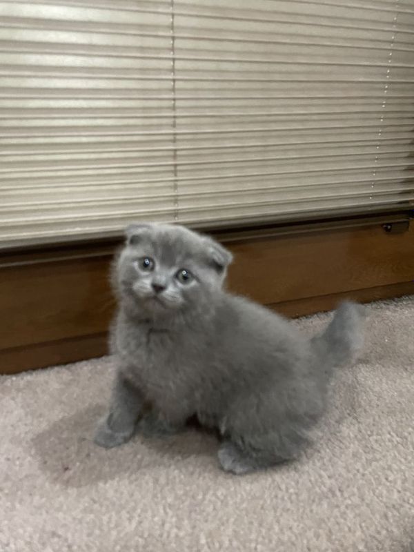 шкотс фолд шотланский шкотс фолд шотланский