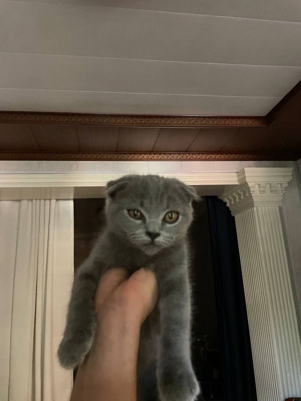 scottish fold sotiladi