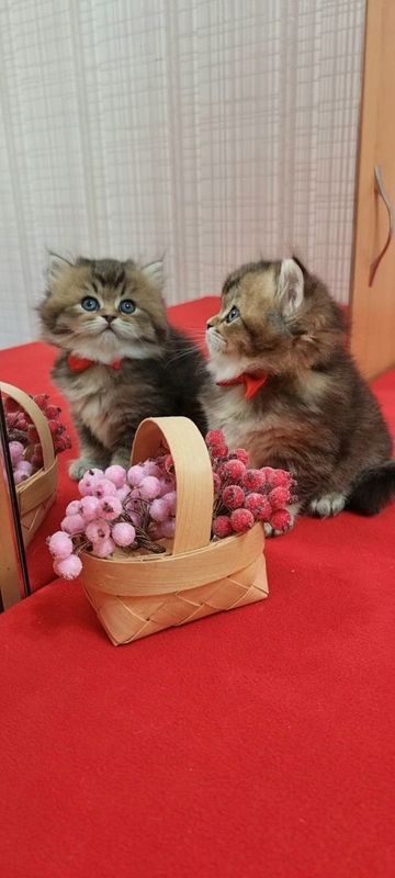 Шотланский котёнок мальчик.