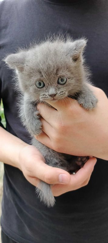 Продаются котята породы СКОТИШ СТРАЙТ: 4 мальчика 2 девочки.