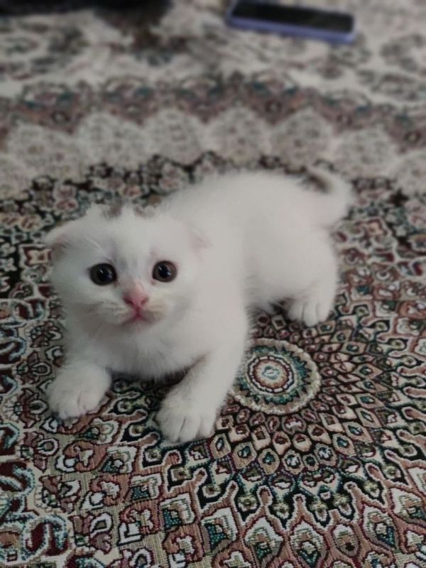 Продается котик.