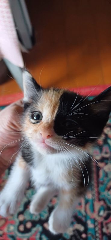 Отдам котят в хоршие руки Отдам котят в хоршие руки