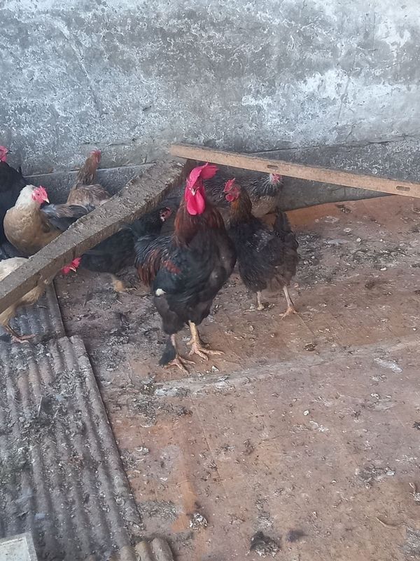 Oq va Qora Xo'rozlar bor arzonga sotvoraman