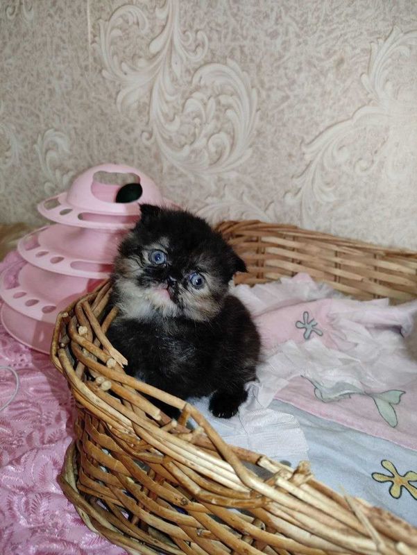 Продается шикарный котенок, девочка.