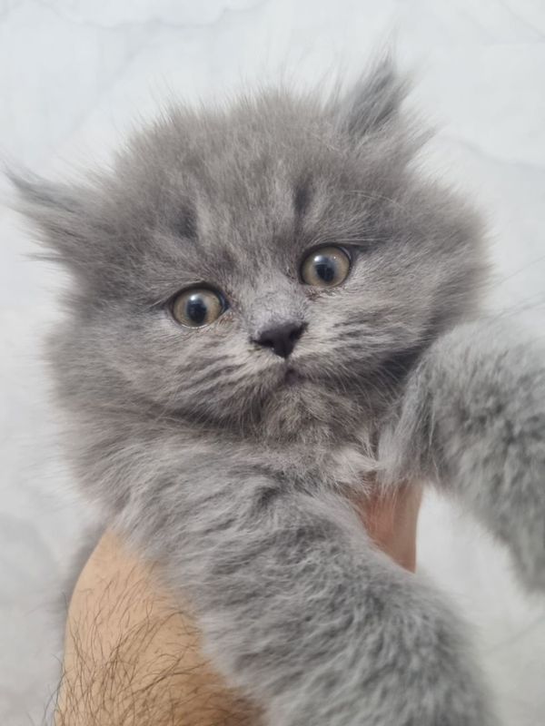 Мушук скоттиш страйт хейланд Мушук скоттиш страйт хейланд