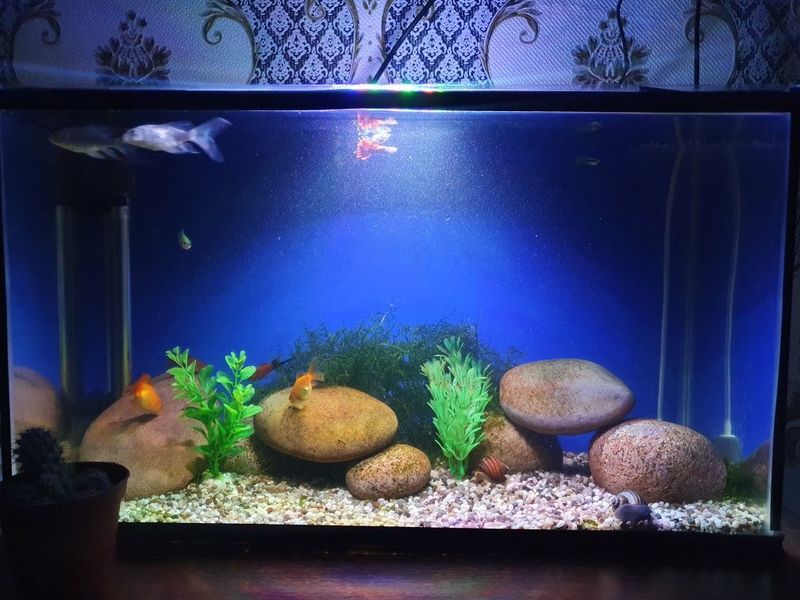 Продам аквариум с рыбками/ Akvarium sotiladi baliqlari bilan Продам аквариум с рыбками/ Akvarium sotiladi baliqlari bilan