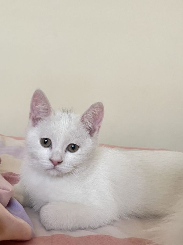 Породистые котят Породистые котят