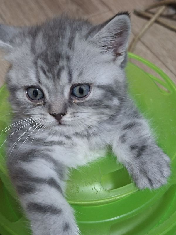 Шотландские скоттиш страий скоттиш фолд Шотландские скоттиш страий скоттиш фолд