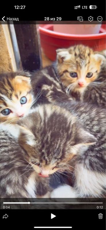Продаются котята, мама вислоухая скотиш фолд