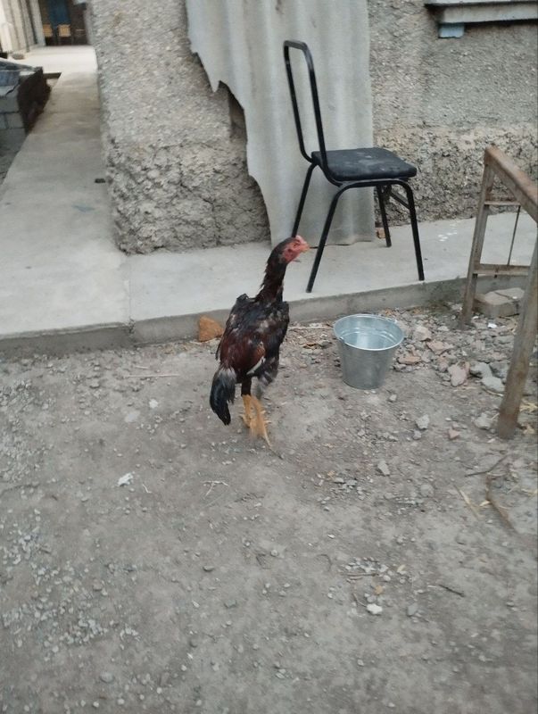 Dakan sotiladi 5 oylik Dakan sotiladi 5 oylik