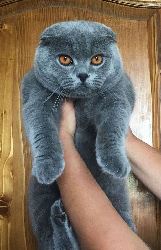 Вязка кот Вязка кот