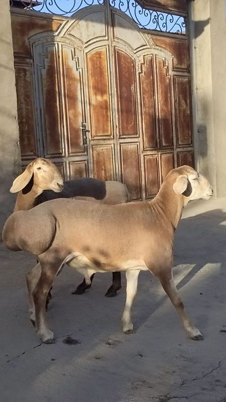 Zotli qochqorla sotiladi uruğlikkayam boladi Zotli qochqorla sotiladi uruğlikkayam boladi
