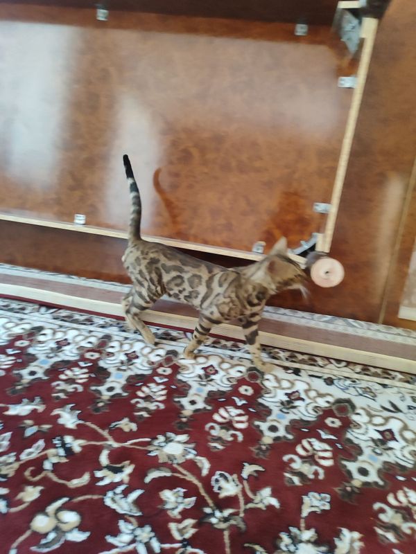Bengalski paroda Bengalski paroda