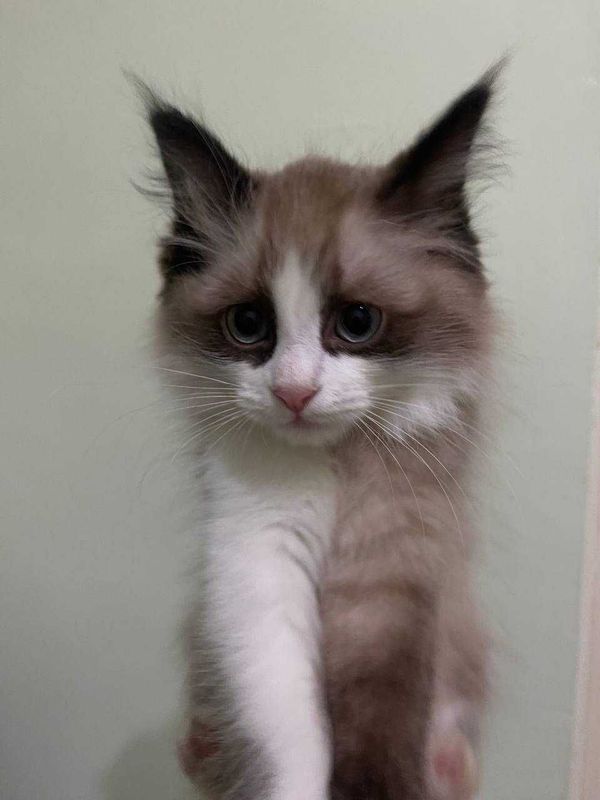 Котенок регдолл по низкой цене Котенок регдолл по низкой цене