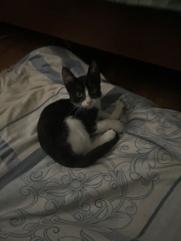 Отдам котенка в добрые руки
