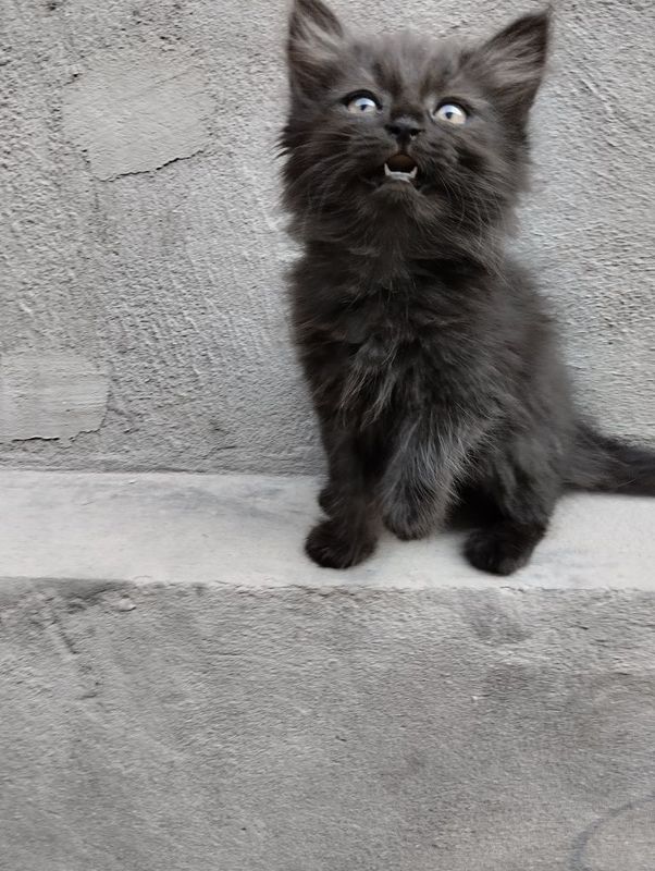 Котята в добрые руки Котята в добрые руки