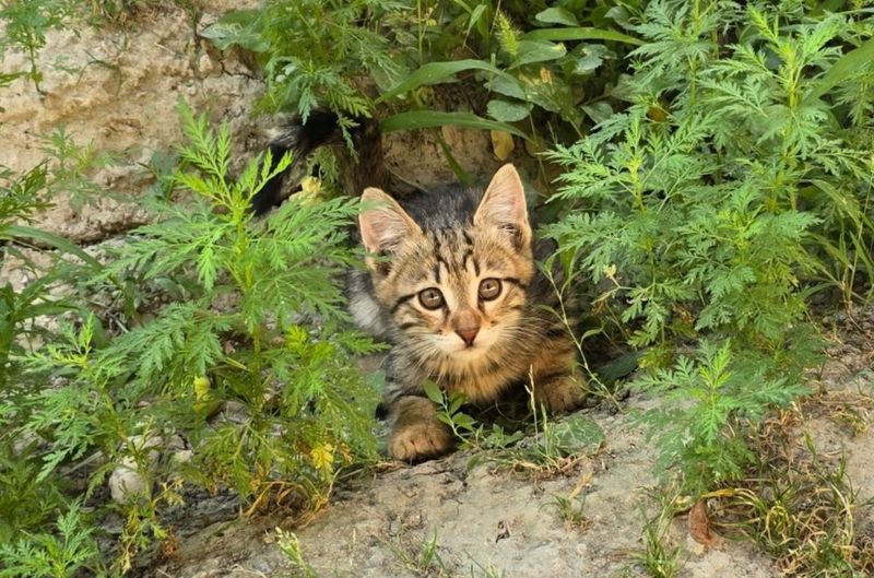 Продается кошка домашняя Продается кошка домашняя