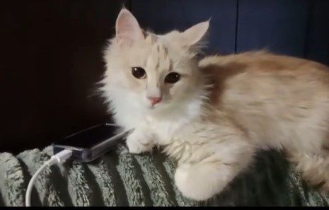 Срочно, Кошечка в хорошие руки Срочно, Кошечка в хорошие руки