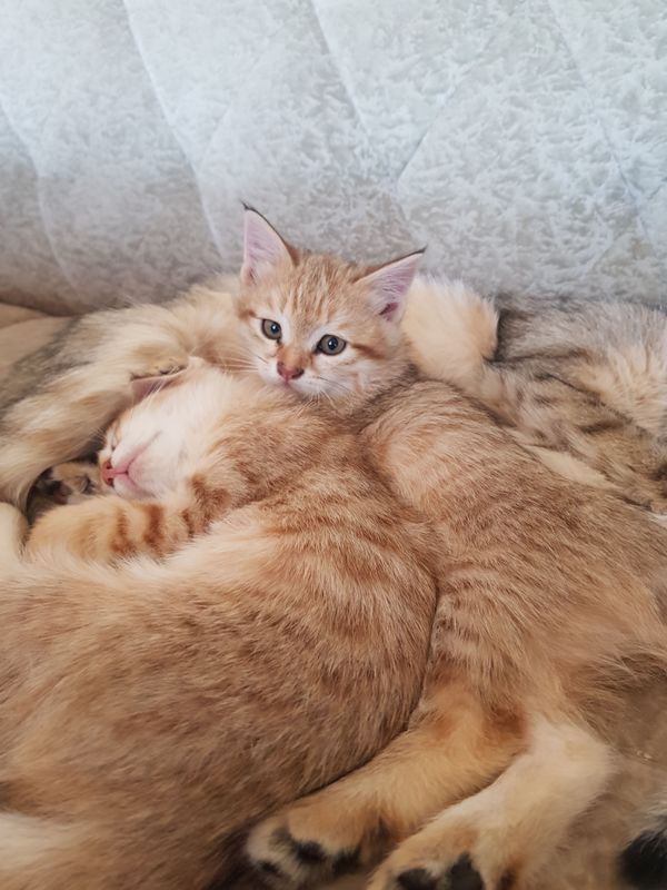 Mushuklarim qiz egzak 1oylik Mushuklarim qiz egzak 1oylik