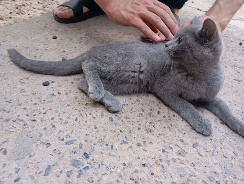 Кошка Кошка