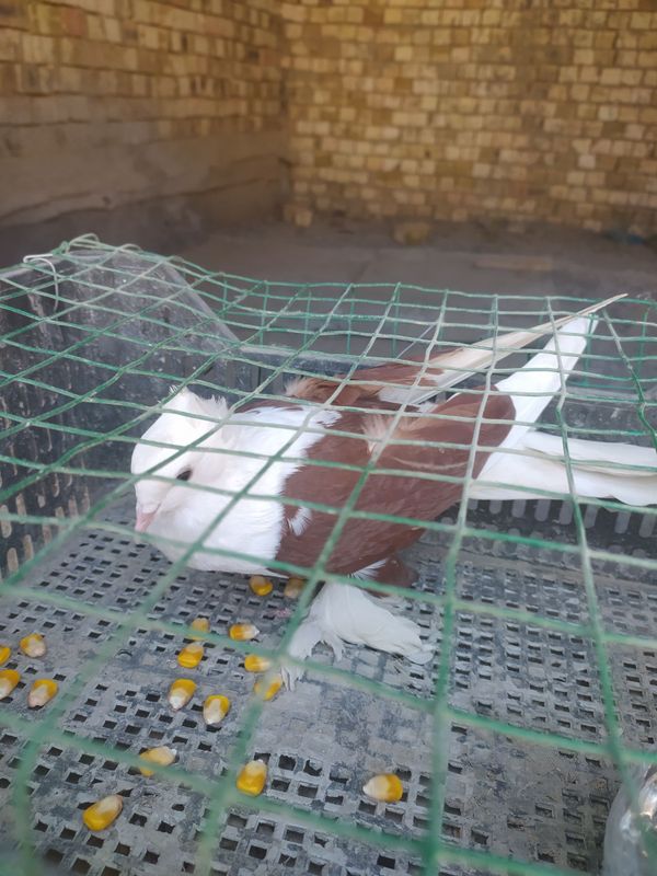 Тоза конли капкан жувона