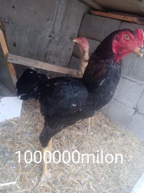 Zor soraganlarga zodka horoz urishmagan bolda yurgan.Fargona.teksil. Zor soraganlarga zodka horoz urishmagan bolda yurgan.Fargona.teksil.