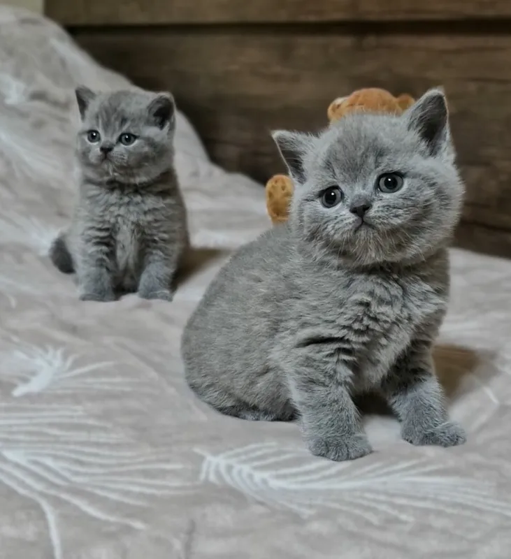 Продаются чистокровные Британцы