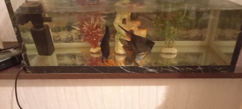Akvarium Аквариум Baliq балик