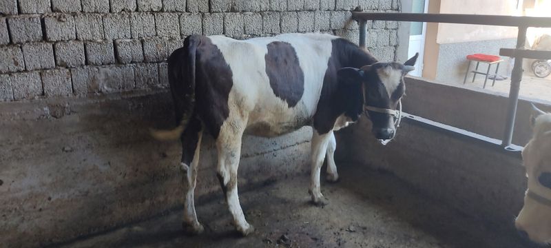 Mol sotiladi.yaxshi boqilgan.manzil uch qahramon