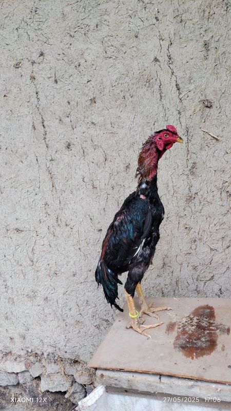 Turk xoʻroz sotiladi privaznoy Turkiya