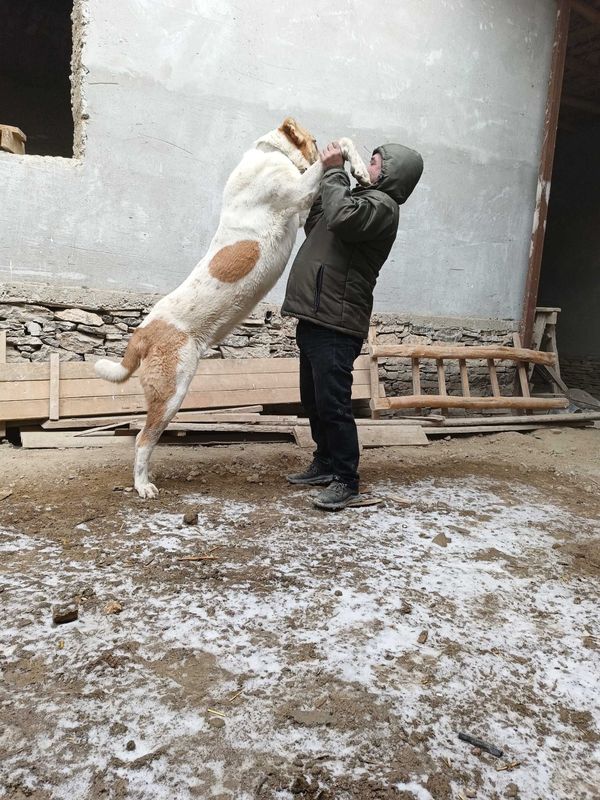 Продам собаку алабай 2 года Продам собаку алабай 2 года